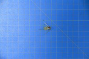 17431-0004-1.jpg 17431-0004-1.jpg